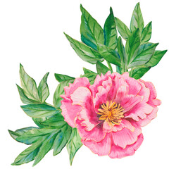 Pink flower. Watercolor peony head with green leaves isolated on white. Hand drawn pink peony illustration for floral design, wallpapers, fashion, backgrounds, textures, DIY, wrappers, cards