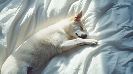 Fototapeta premium Cute White Dog Sleeping Peacefully on Soft White Bedding