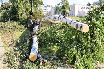A birch tree felled by a hurricane and damaged a fence
