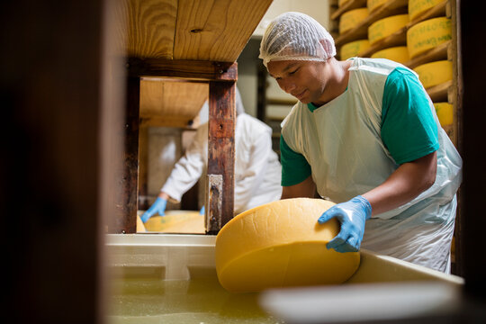 Cheese factory worker putting cheese into salt bath
