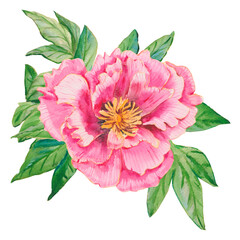 Pink flower. Watercolor peony head with green leaves isolated on white. Hand drawn pink peony illustration for floral design, wallpapers, fashion, backgrounds, textures, DIY, wrappers, cards