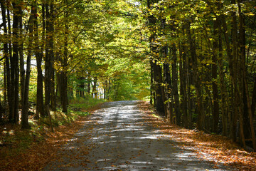 Narrow Back Road in Autumn