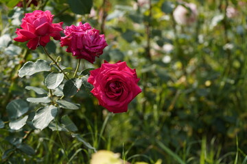 quantum Cambridge valentine roses on different scales and with macro photography
