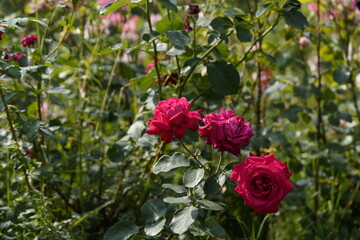 quantum Cambridge valentine roses on different scales and with macro photography