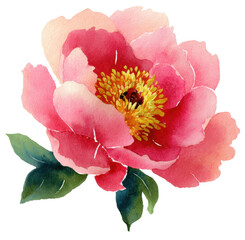 Pink peony flower watercolor clipart isolated