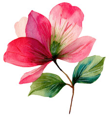 Pink flower watercolor clipart isolated