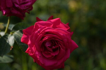 quantum Cambridge valentine roses on different scales and with macro photography