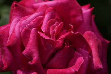 quantum Cambridge valentine roses on different scales and with macro photography