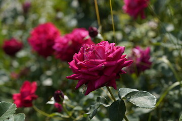 quantum Cambridge valentine roses on different scales and with macro photography