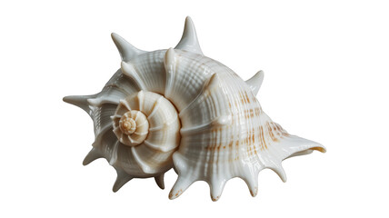 Obraz premium Ornate Spiral Seashell With Spikes isolated on a transparent background natural texture