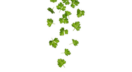 Fresh parsley leaves falling down isolated PNG with Transparent Background