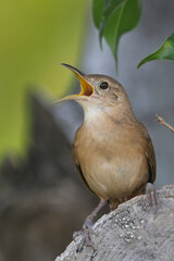 Grenada Wren (Troglodytes grenadensis), in full song, it's an endemic of the island of Grenada, West Indies.