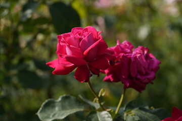 quantum Cambridge valentine roses on different scales and with macro photography