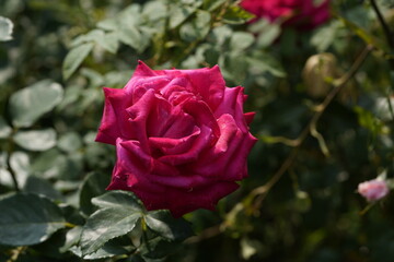 quantum Cambridge valentine roses on different scales and with macro photography
