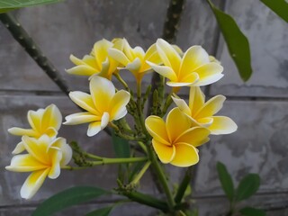 Frangipani, Natural antioxidant defense against harmful free radicals that cause internal illnesses. 