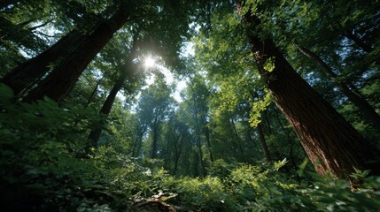Fototapeta premium View from the ground of a forest clearing