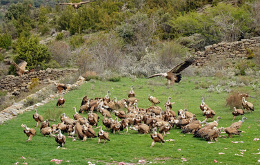 Vautour fauve,Gyps fulvus, Griffon Vulture, Pyrénées