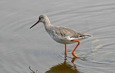 Chevalier arlequin,Tringa erythropus, Spotted Redshank