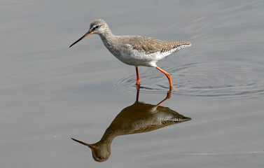Chevalier arlequin,Tringa erythropus, Spotted Redshank