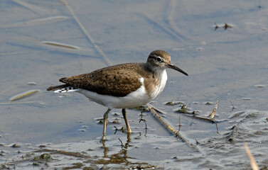 Chevalier guignette,Actitis hypoleucos, Common Sandpiper