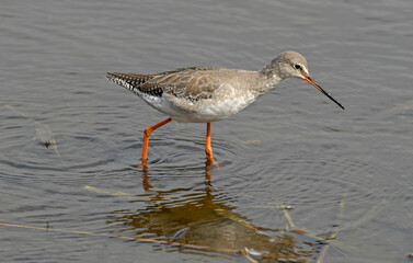 Chevalier arlequin,Tringa erythropus, Spotted Redshank