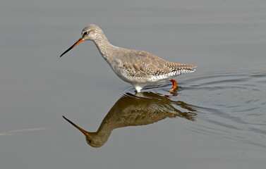 Chevalier arlequin,Tringa erythropus, Spotted Redshank