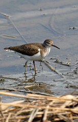Chevalier guignette,Actitis hypoleucos, Common Sandpiper