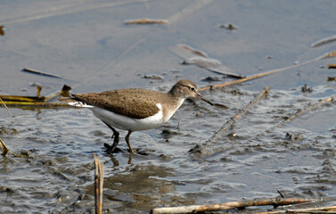 Chevalier guignette,Actitis hypoleucos, Common Sandpiper