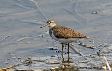 Chevalier guignette,Actitis hypoleucos, Common Sandpiper