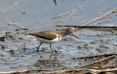 Chevalier guignette,Actitis hypoleucos, Common Sandpiper
