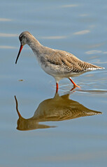 Barge à queue noire,Limosa limosa, Black tailed Godwit