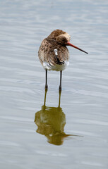 Barge à queue noire,Limosa limosa, Black tailed Godwit