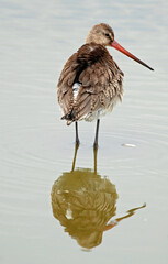 Barge à queue noire,Limosa limosa, Black tailed Godwit