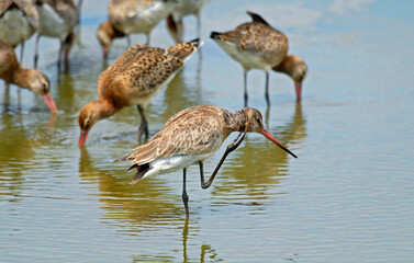 Barge à queue noire,Limosa limosa, Black tailed Godwit