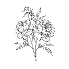 Black and white line drawing of two blooming peonies and one bud peony flower