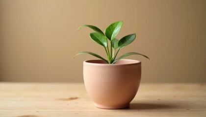 Fototapeta premium Indoor Plant in a Simple Clay Pot on a Wooden Surface with Background