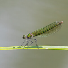 Banded Demoiselle Damselfly female on leaf macro close up showing delicate wing structure long abdomen green vivid colour