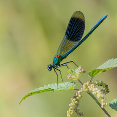Banded Demoiselle damselfly male with iridescent blue metallic colouring on nettle thick blue band on wings macro close up detail