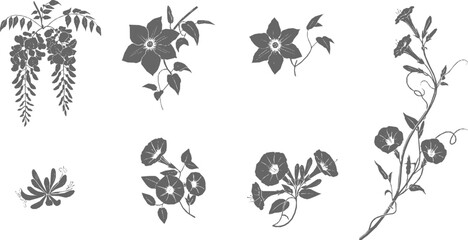Set of flowers, climbing and vining flowers including wisteria, clematis, morning glory, honeysuckle, and trumpet vine in black on white background, elegant Silhouette vector logo style