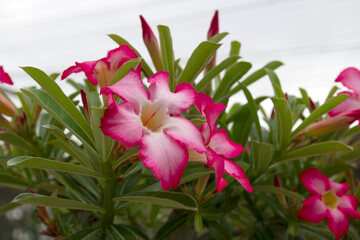 Adenium obesum, commonly known as the desert rose