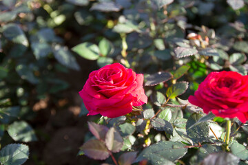 Beautiful red roses blooming in the garden