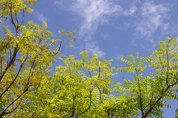Green trees on blue sky background, morning atmosphere