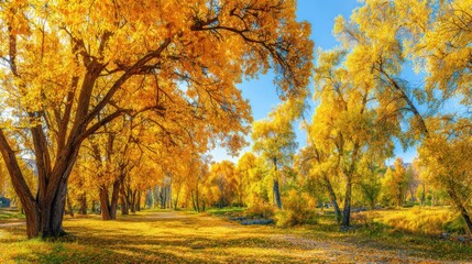 Fototapeta premium Golden leaves adorn the trees in this calm autumn scene, where a sunlit path winds beside a peaceful river reflecting the colorful foliage