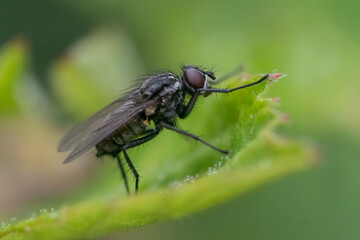 Common housefly Musca domestica side profile showing grey and white stripes compound eye macro close up detail
