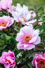 Fototapeta premium Peonies blooming in a garden during springtime celebration