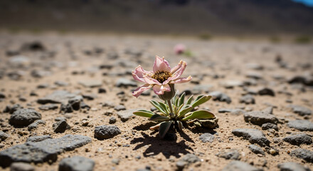 Pink desert flower blooming among rocks in arid landscape. Wild plant adaptation in harsh environment for botanical studies and desert ecosystem awareness campaigns