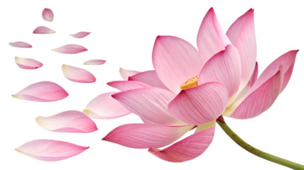 pink lotus flower with lobes laying isolated on transparent background