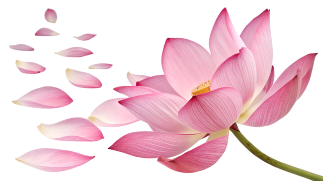 pink lotus flower with lobes laying isolated on transparent background