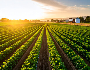 Vibrant Green Farm Field at Sunset