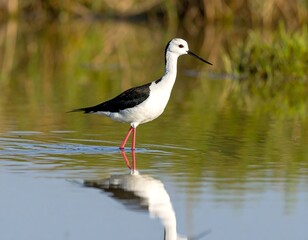 Obraz premium Bird wading in shallow water, reflection